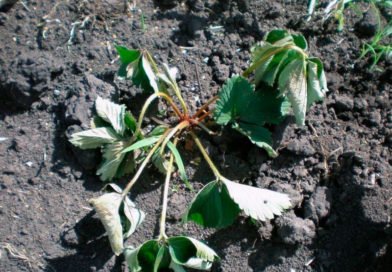 Болезни и вредители клубники и борьба с ними Болезни и вредители клубники и борьба с ними