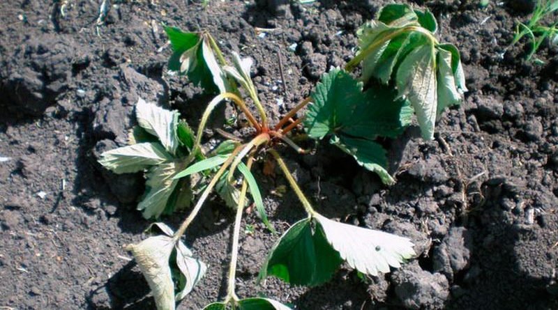 Болезни и вредители клубники и борьба с ними