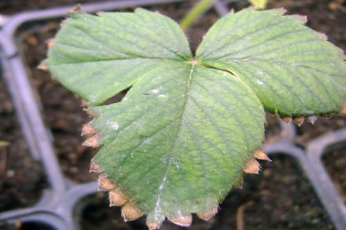 Вредители клубники и как с ними бороться