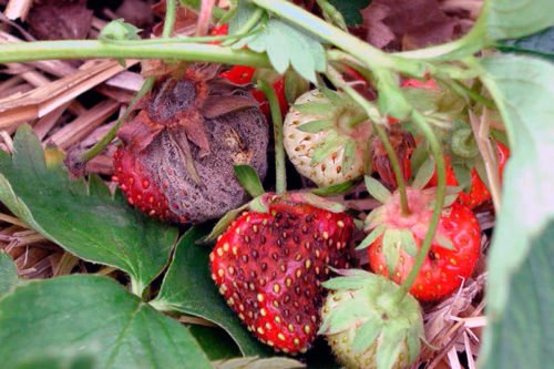 Вредители клубники и как с ними бороться