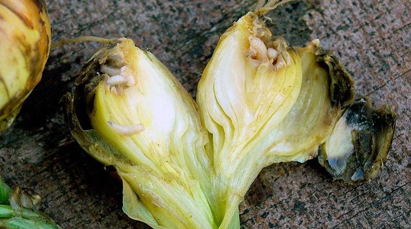 Луковая муха: как с ней бороться