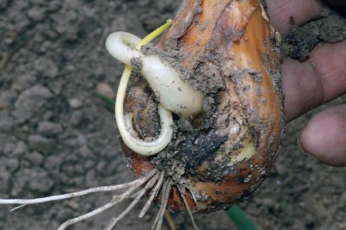 Как бороться с луковой мухой на грядке