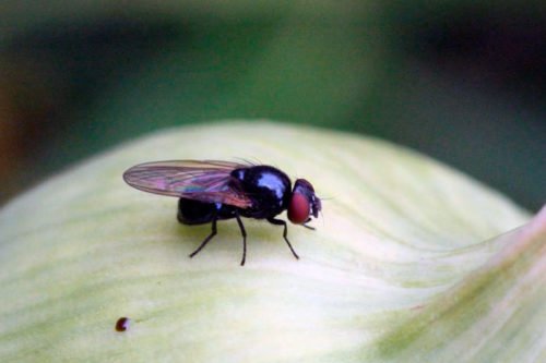 Луковая муха