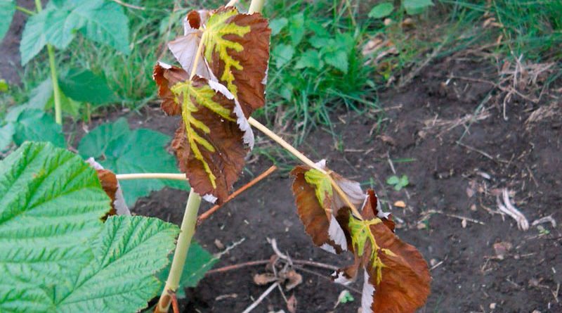 Болезни и вредители малины и борьба с ними