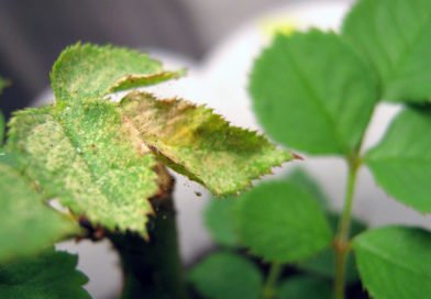 Паутинный клещ на комнатных цветах Паутинный клещ на комнатных цветах