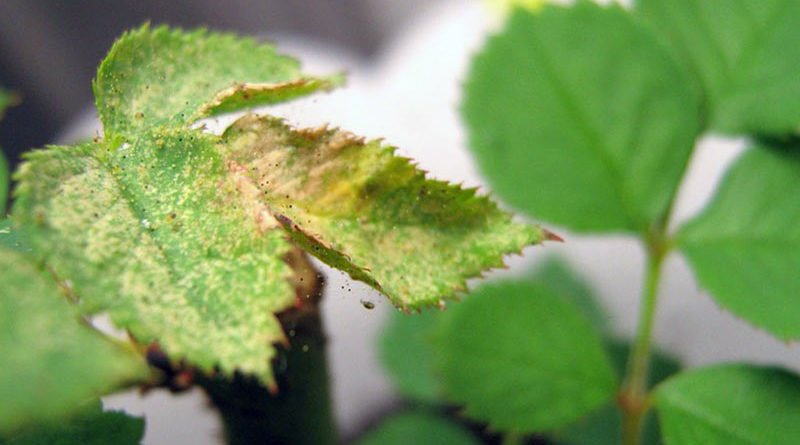 Паутинный клещ на комнатных цветах