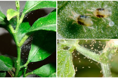 Паутинный клещ на комнатных цветах