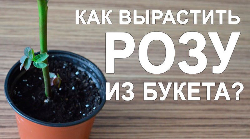 Как вырастить розу из букета в домашних условиях