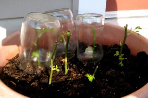 Как вырастить розу из букета в домашних условиях