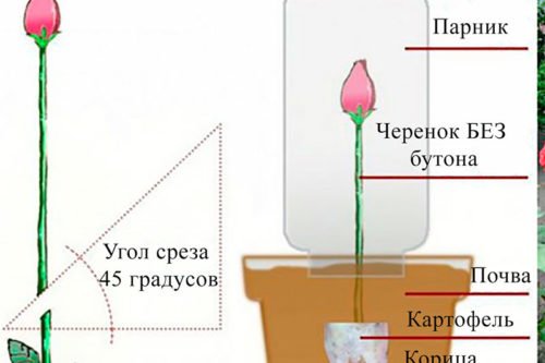 Как вырастить розу из букета в домашних условиях
