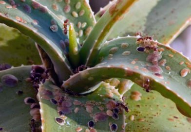 Щитовка на комнатных растениях Щитовка на комнатных растениях