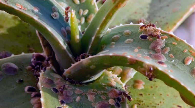 Как бороться со щитовкой на комнатных растениях