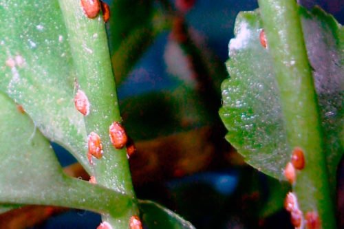 Механическая чистка растений от щитовок