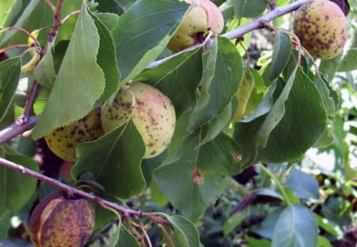 Болезни сливы: описание и лечение Болезни сливы: описание и лечение