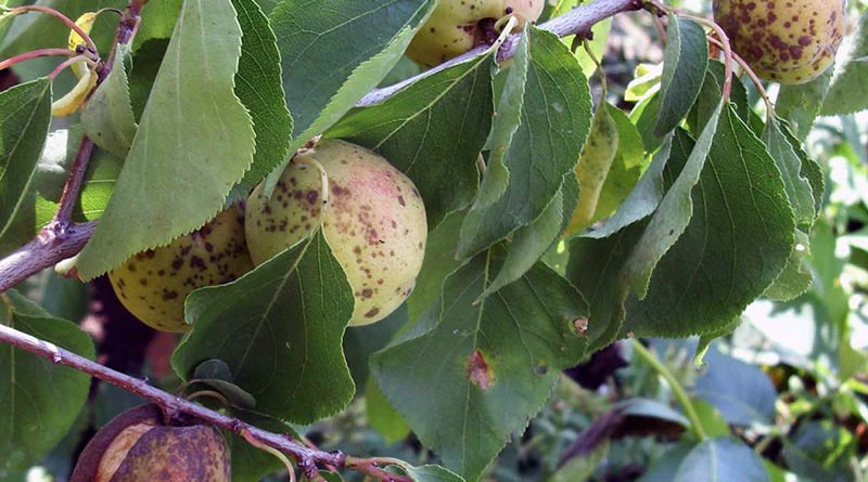 Болезни сливы: описание и лечение