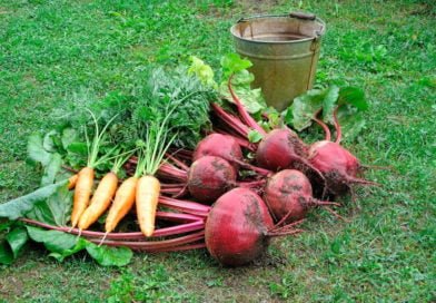 Когда убирать свеклу с грядки на хранение Когда убирать свеклу с грядки на хранение