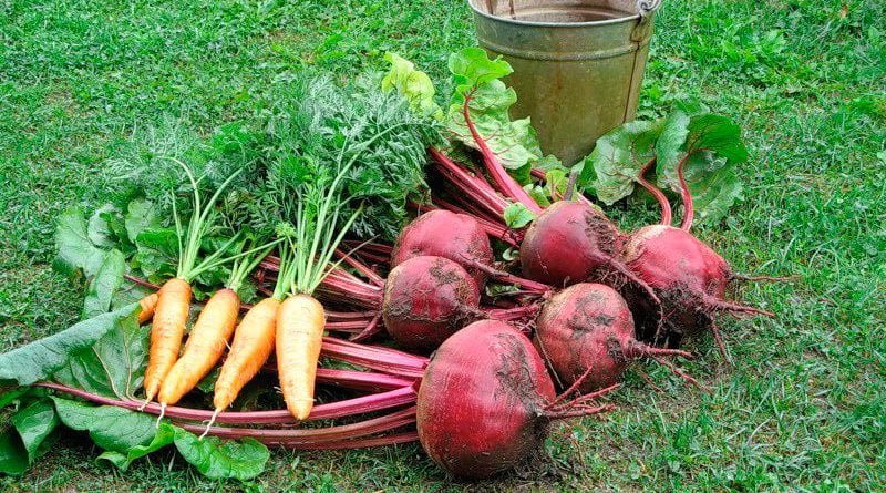 Когда убирать свеклу с грядки на хранение
