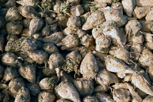 Уборка свеклы