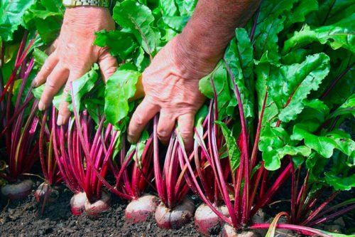 Уборка свеклы в средней полосе 