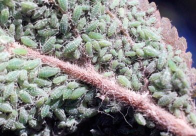 Тля на комнатных растениях Тля на комнатных растениях