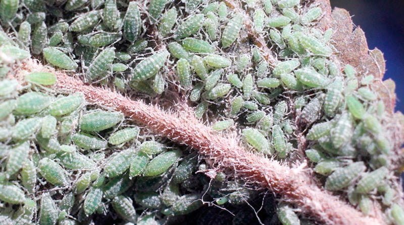 Тля на комнатных растениях: описание