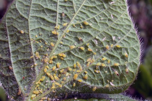 Народные средства от тли на комнатных растениях