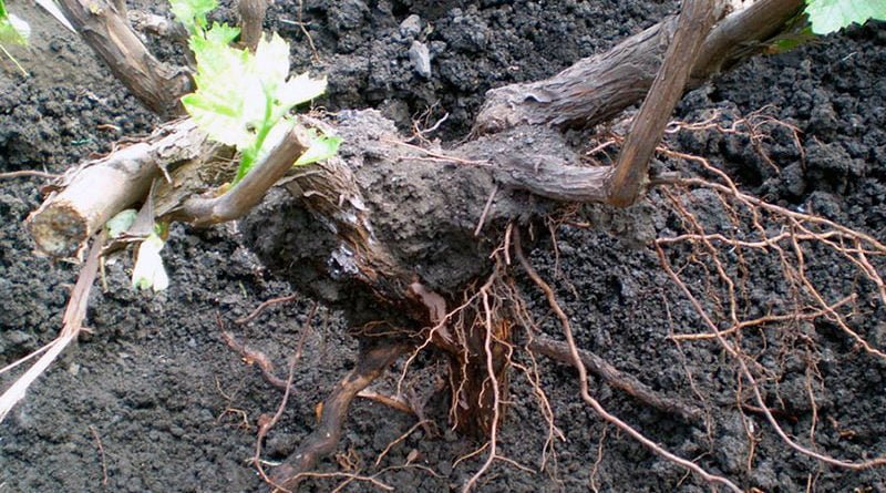 Посадка винограда осеню