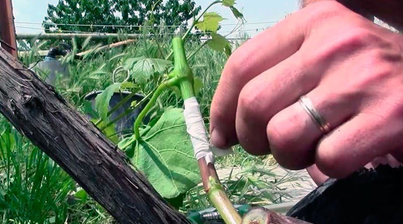 Прививка винограда осенью