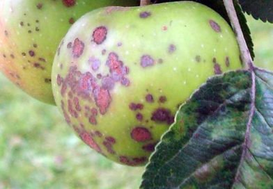Болезни и вредители яблонь и борьба с ними Болезни и вредители яблонь и борьба с ними