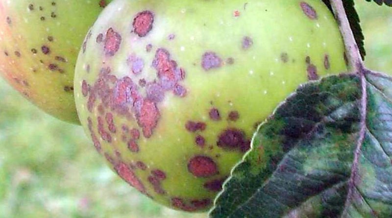 Болезни и вредители яблонь и борьба с ними