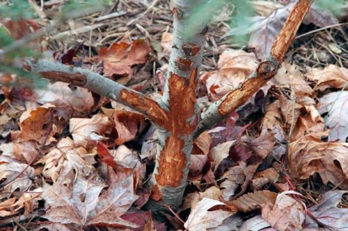 Болезни яблонь и их лечение