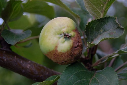 Болезни яблонь и их лечение