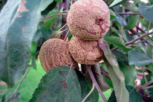 Болезни яблонь и их лечение