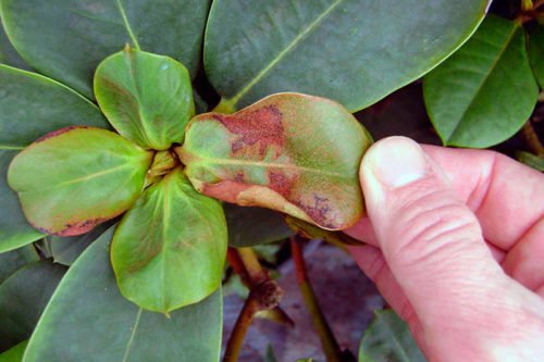 Болезни яблонь и их лечение