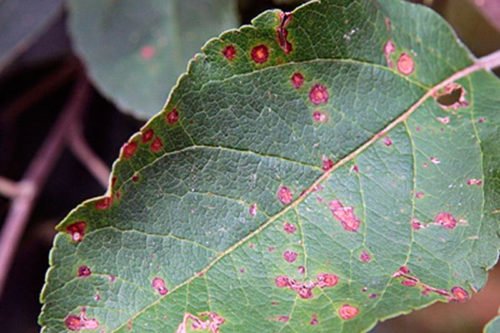 Болезни яблонь и их лечение