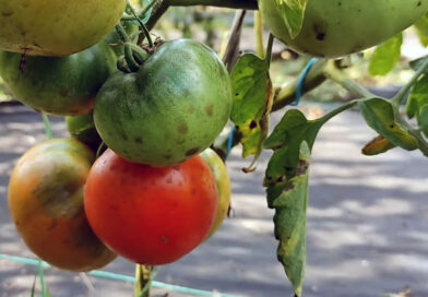 Томат Салатная бомба: описание, характеристики, результаты выращивания Томат Салатная бомба: описание, характеристики, результаты выращивания