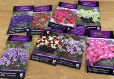 Виды петуний: каскадные, ампельные, кустовые – отличия и особенности! Виды петуний: каскадные, ампельные, кустовые – отличия и особенности!