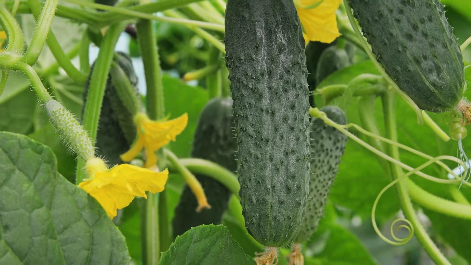 огурец Балкан