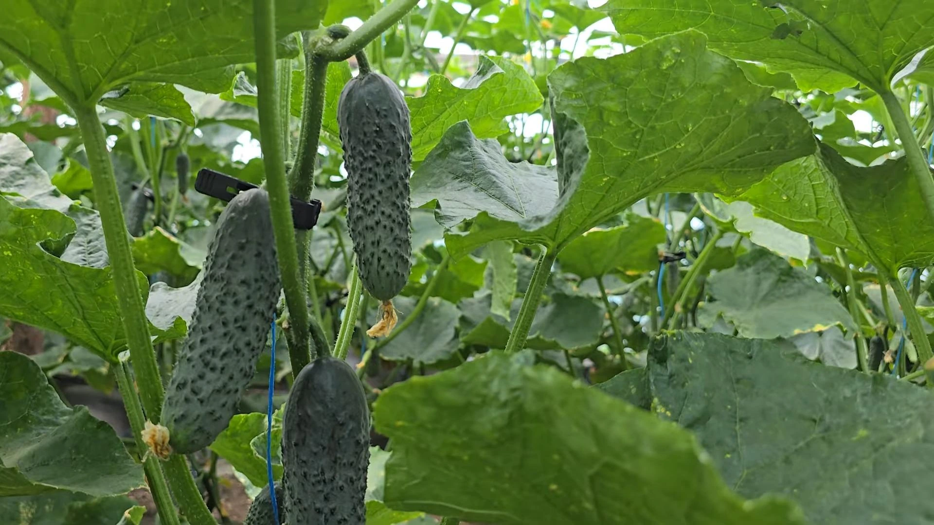 огурец Мадрилен