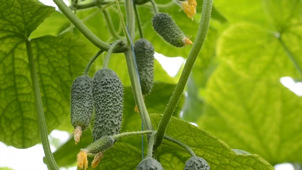 огурец арктика