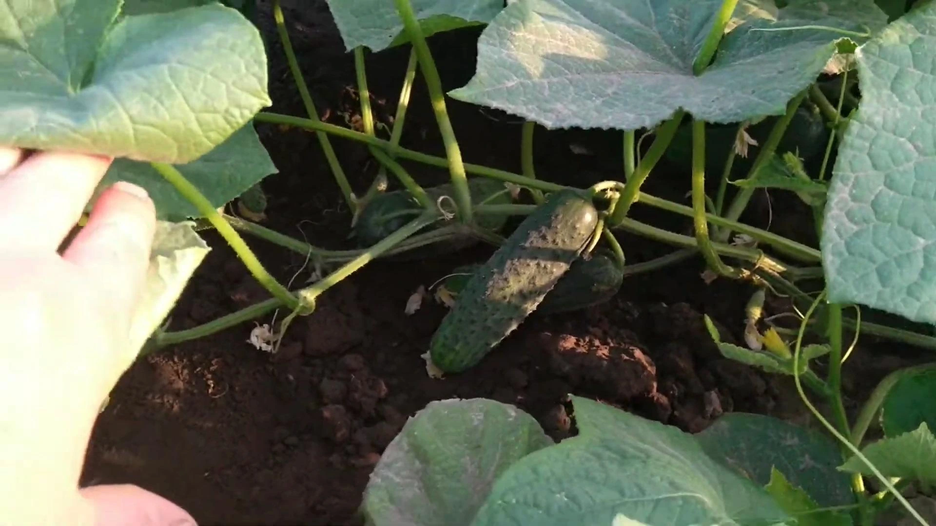 огурец Нибори