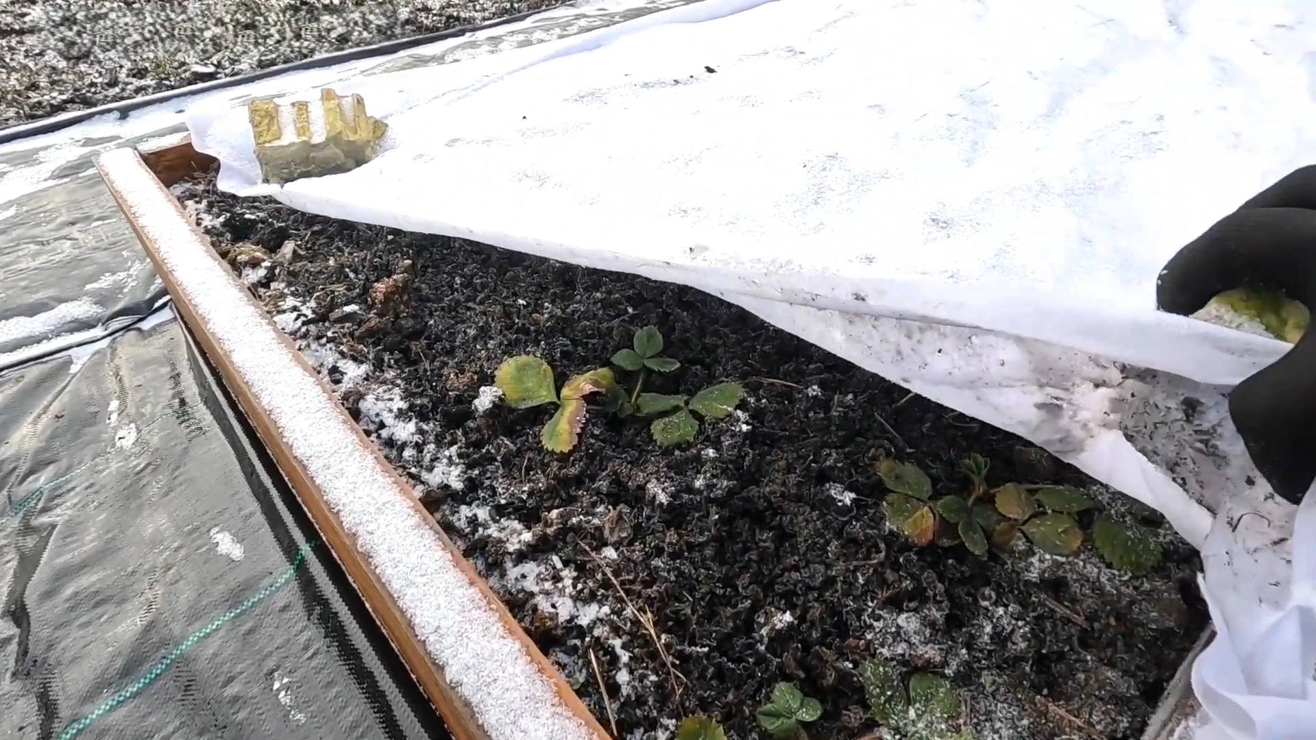 клубника под укрытием