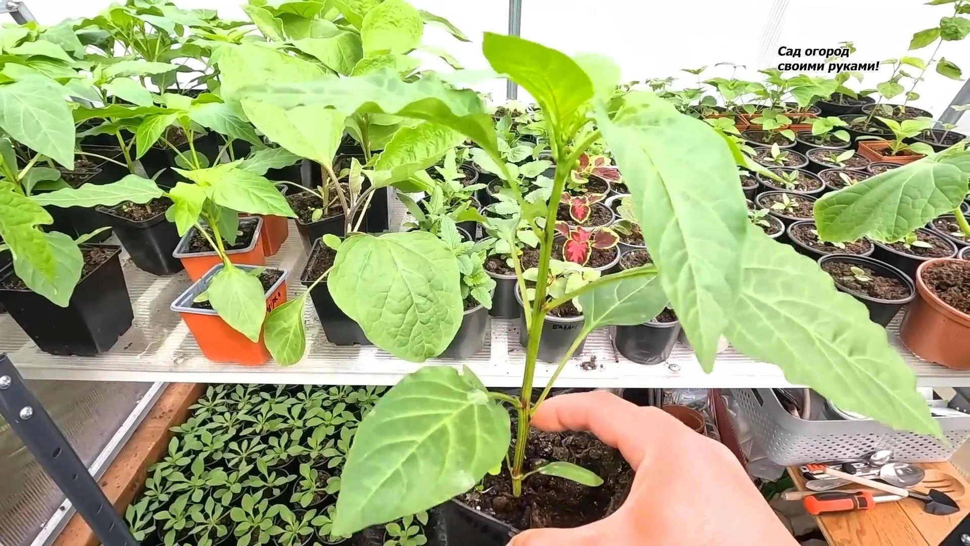 выращивание рассады