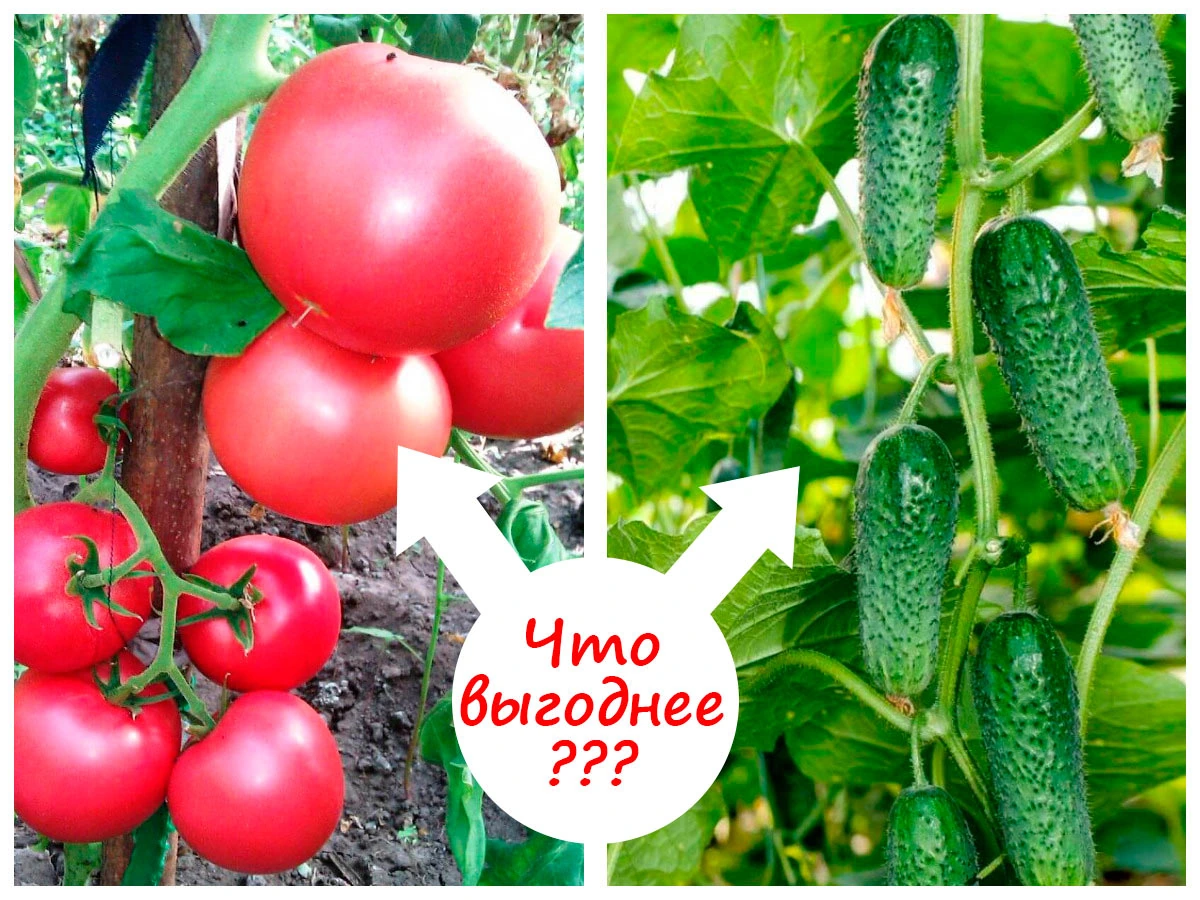 Огурцы и томаты