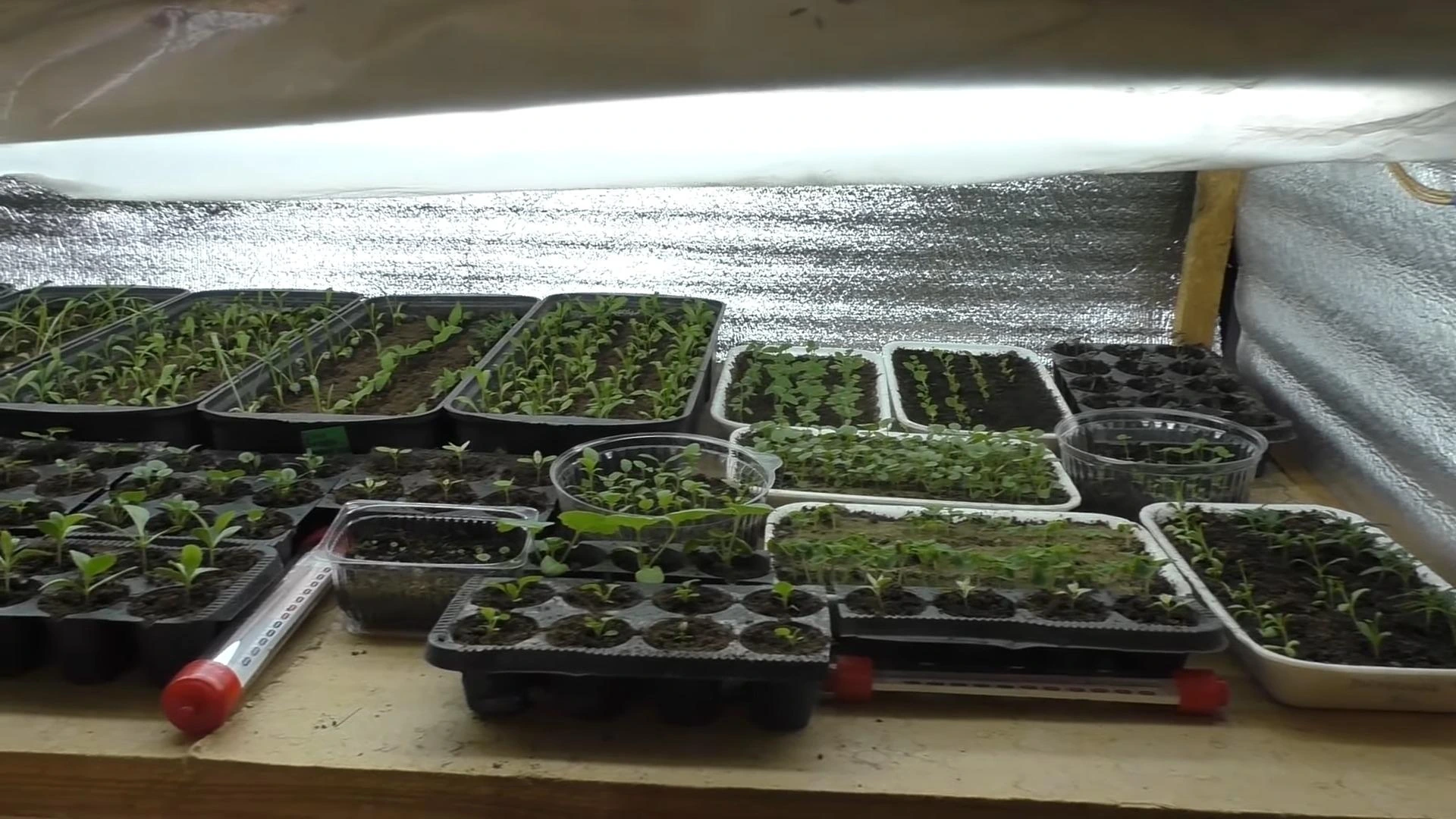 досвечивание рассады