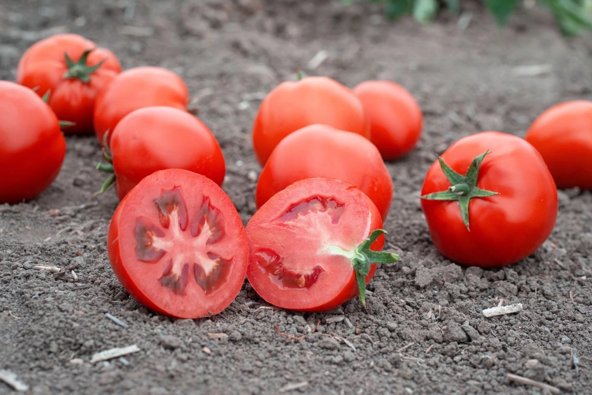 Томат Мамако