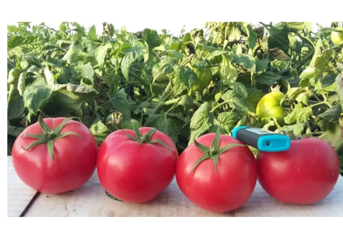 томат Хапинет