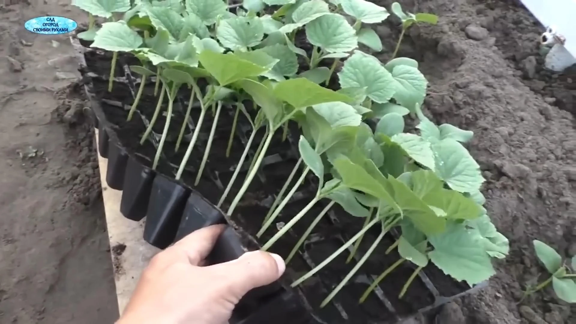 выращивание рассады огурцов