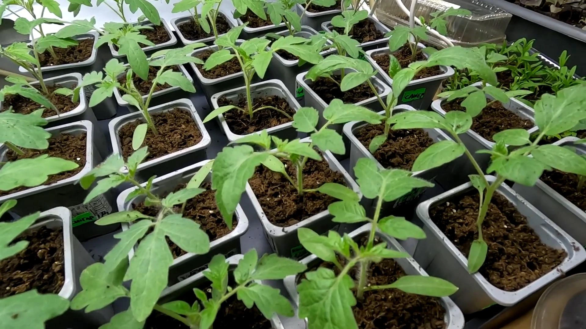 крутит листья на рассаде