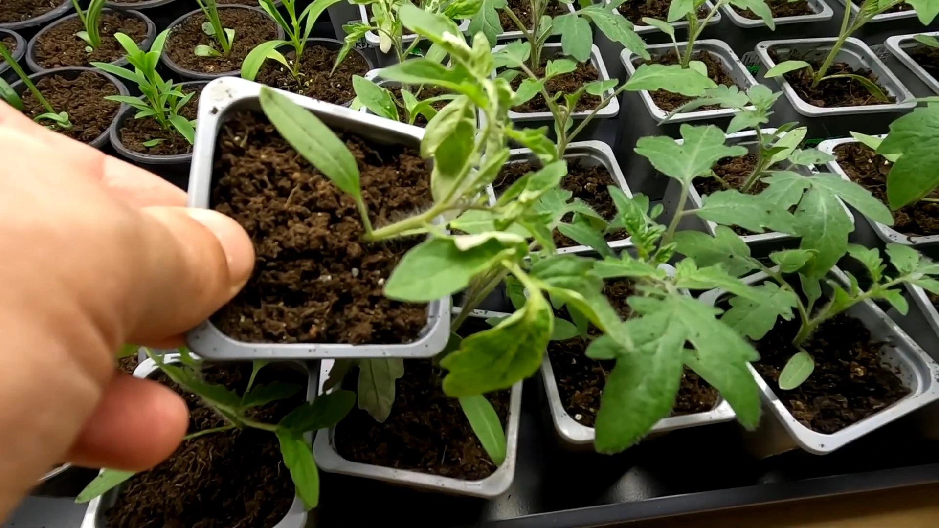 что делать если на рассаде томатов скручиваются листья